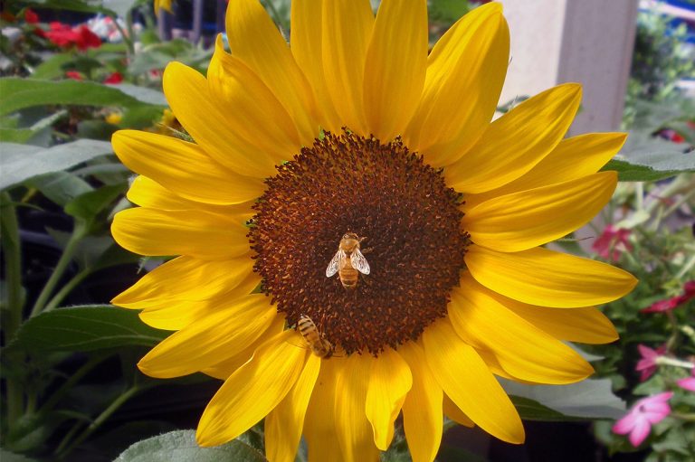 bright yellow flower with honeybee at Bremec on the Heights