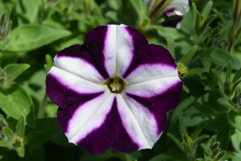 Purple Star Petunia Hanging Basket | Bremec Garden & Design Centers