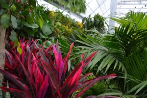 Find Tropical Plants for Sale