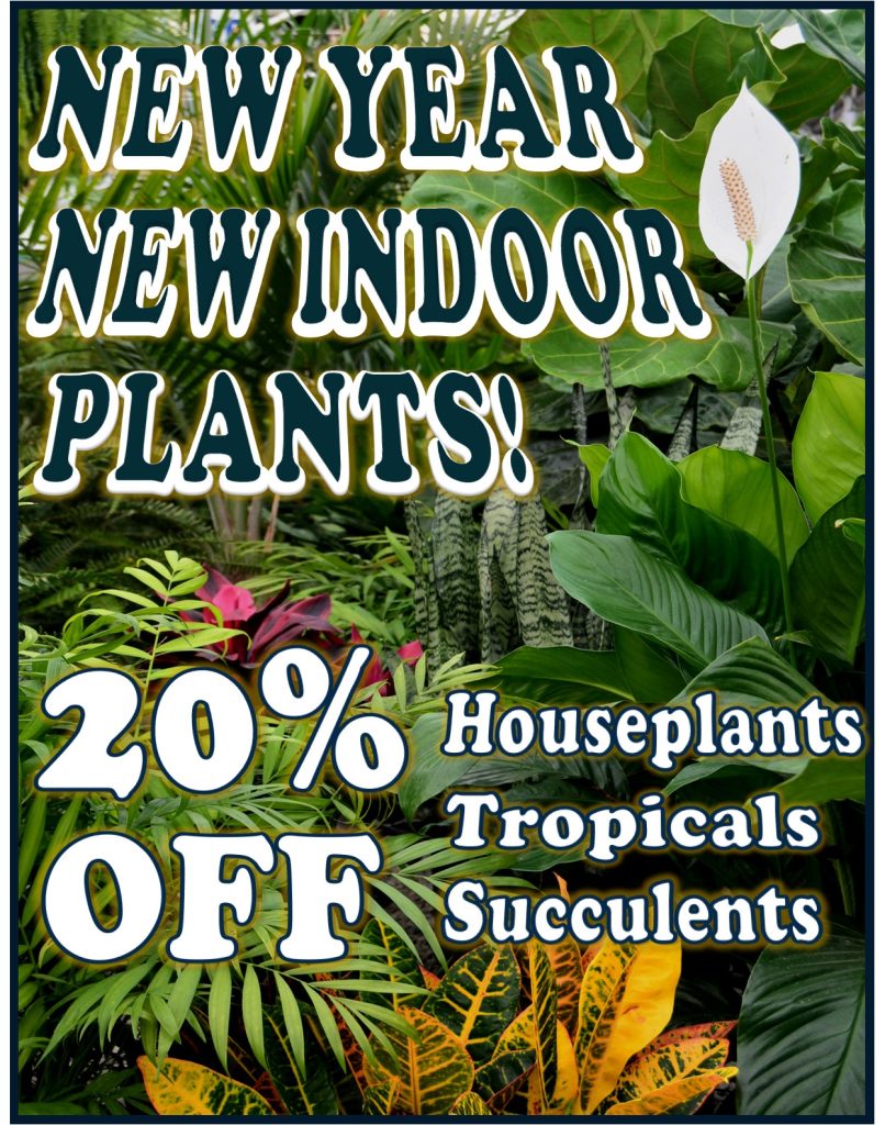 New Year New House Plant Specials
